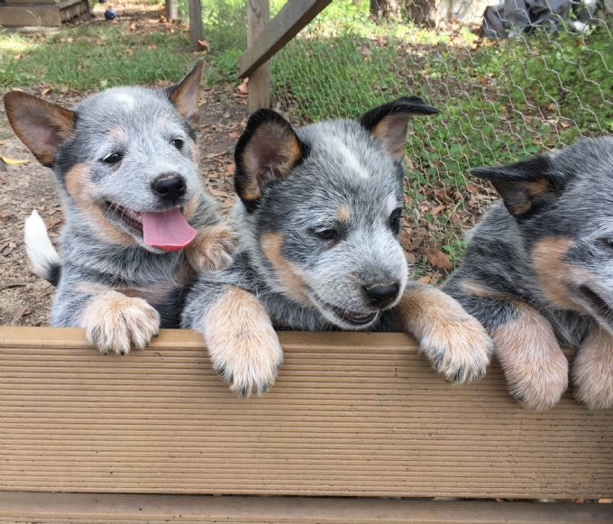 heeler breeders near me